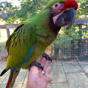 Military Macaw for Sale