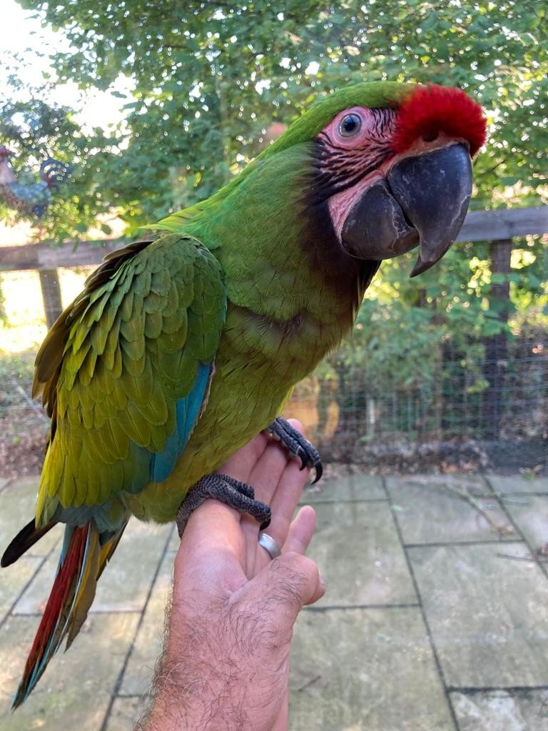 Military Macaw for Sale