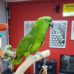 Pet Birds for Sale, parrots for sale
