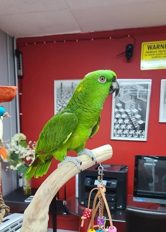 Pet Birds for Sale, parrots for sale