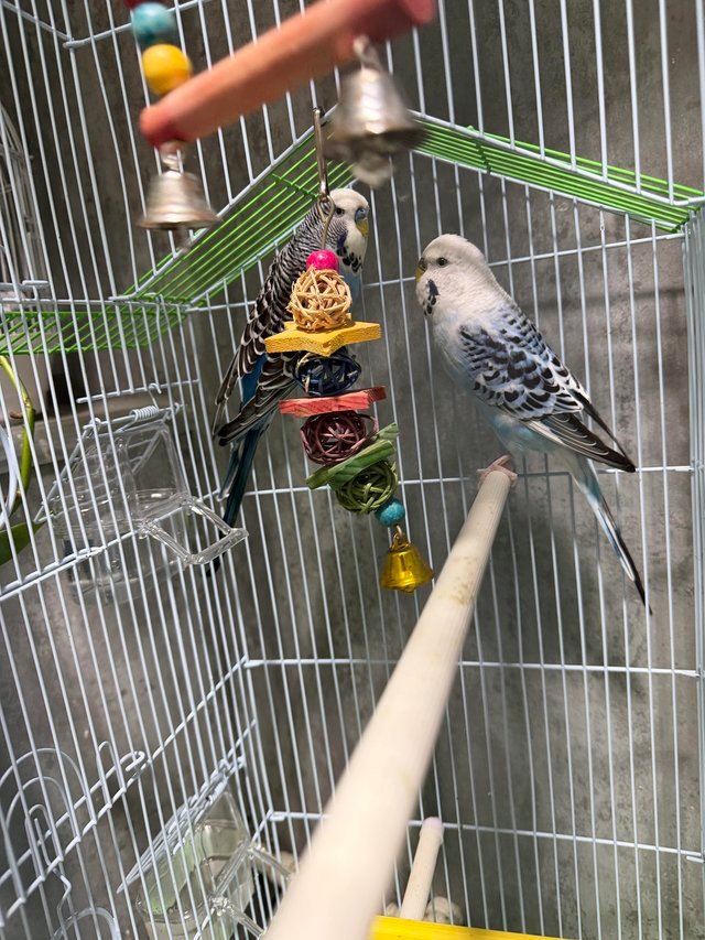 budgie for sale