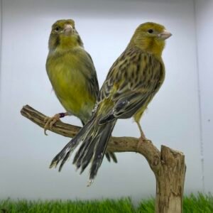 canary for sale uk