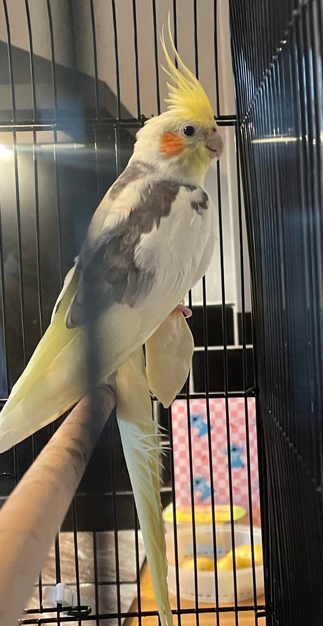 cockatiel for sale pets at home