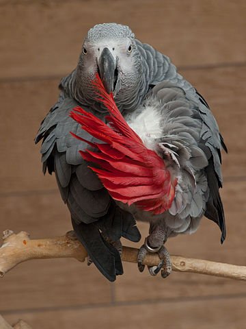 african grey parrots