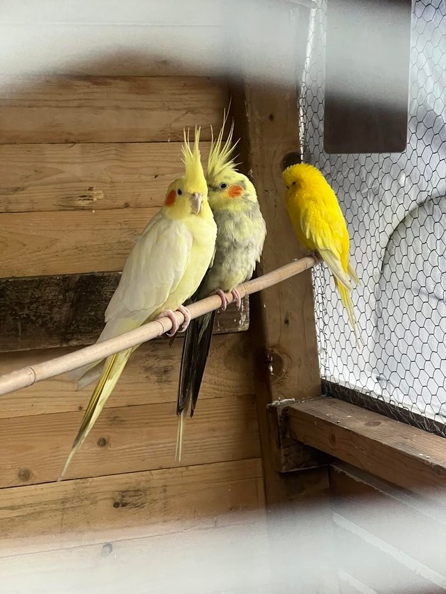 cockatiel bird for sale