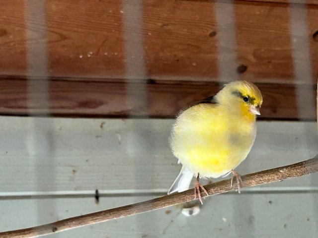 canaries for sale near me