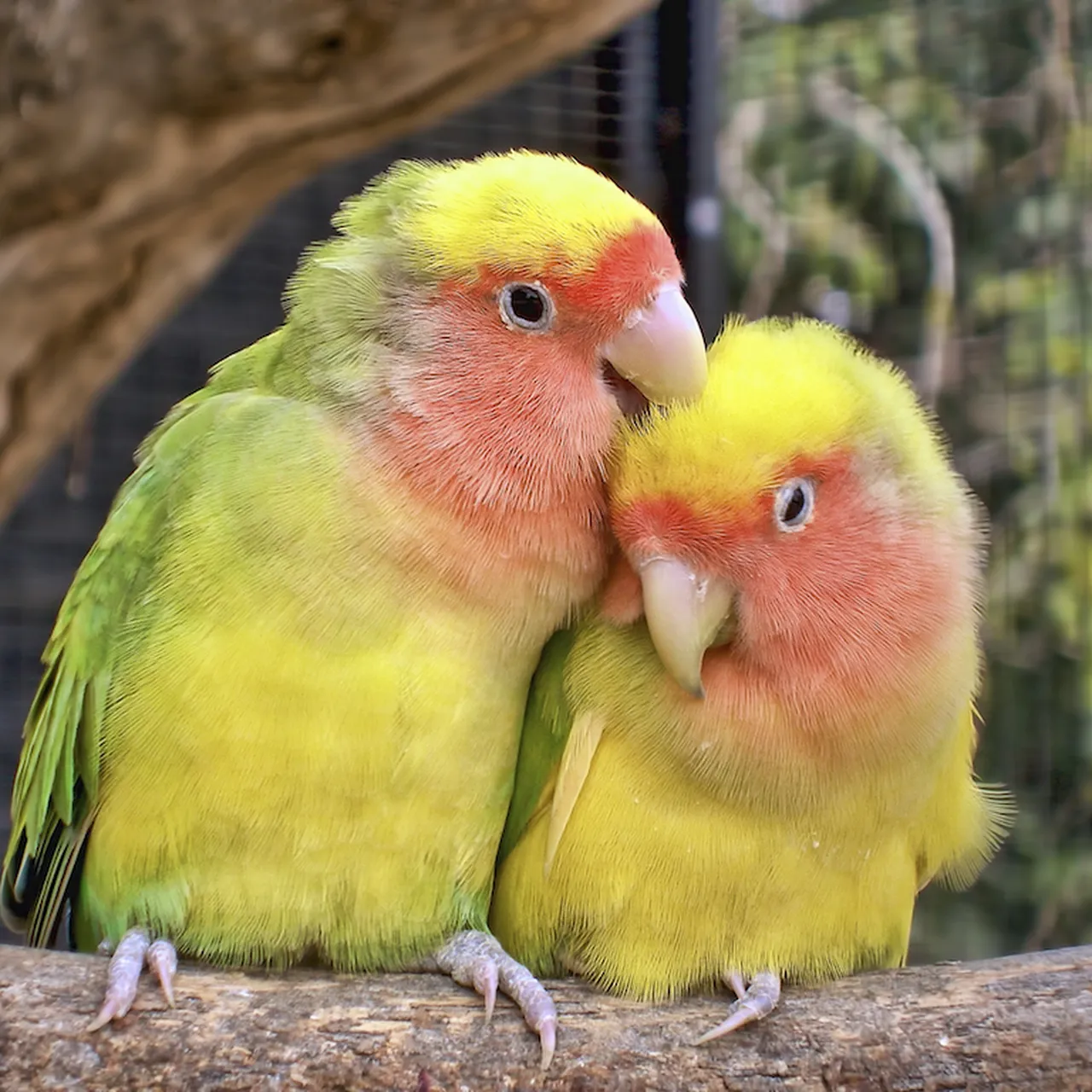 lovebirds as pets