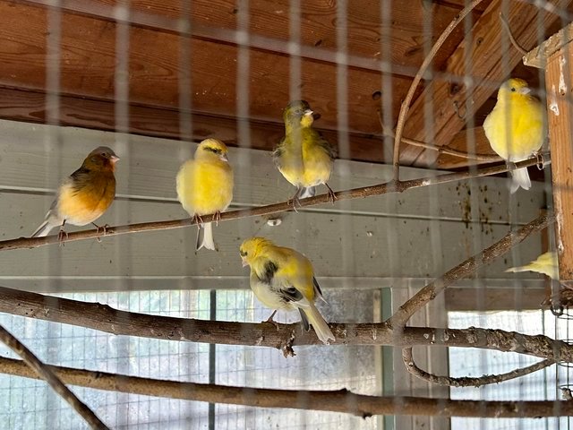 canaries for sale near me