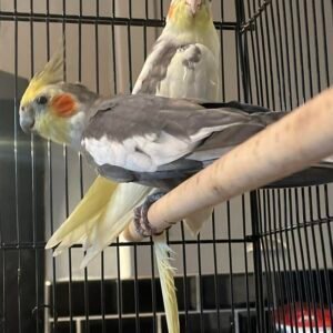 cockatiel for sale pets at home