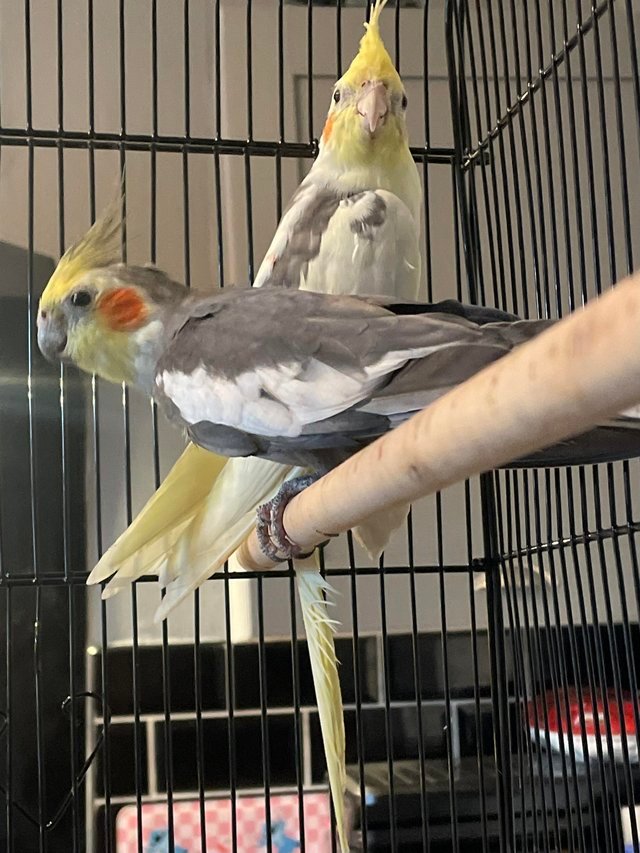 cockatiel for sale pets at home