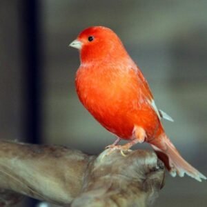 canaries for sale uk, best parrots for beginners