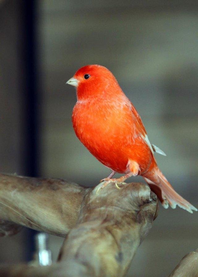 canaries for sale uk, best parrots for beginners