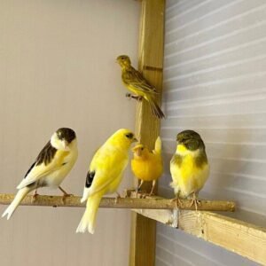 canary birds for sale