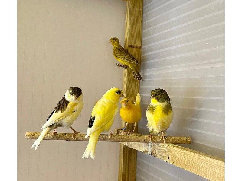 canary birds for sale