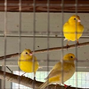 canaries for sale near me