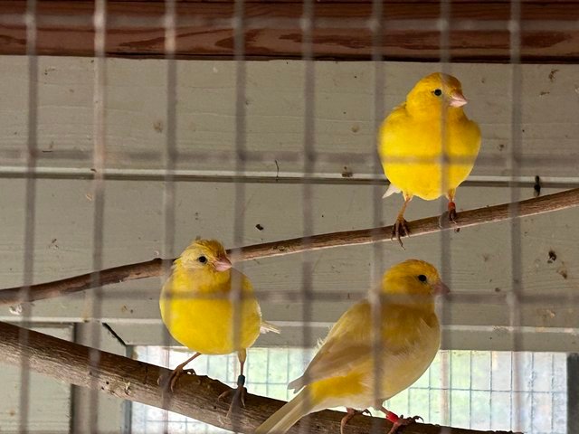 canaries for sale near me