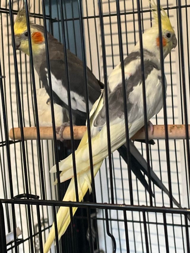 cockatiel for sale pets at home