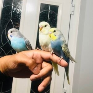 show budgies for sale