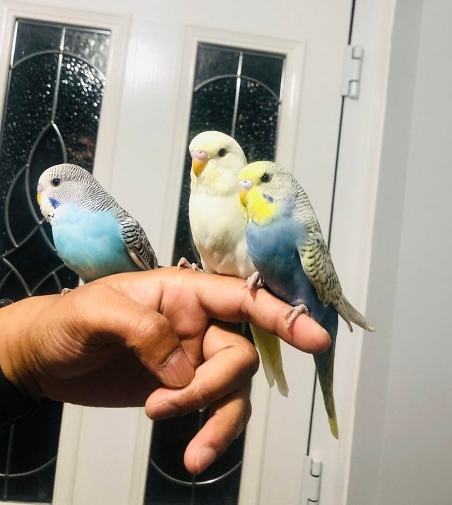 show budgies for sale