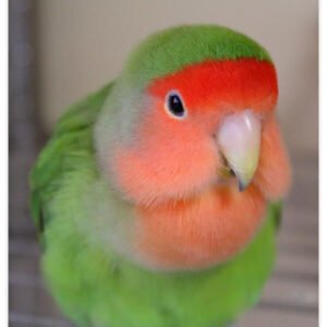 lovebirds for sale near me