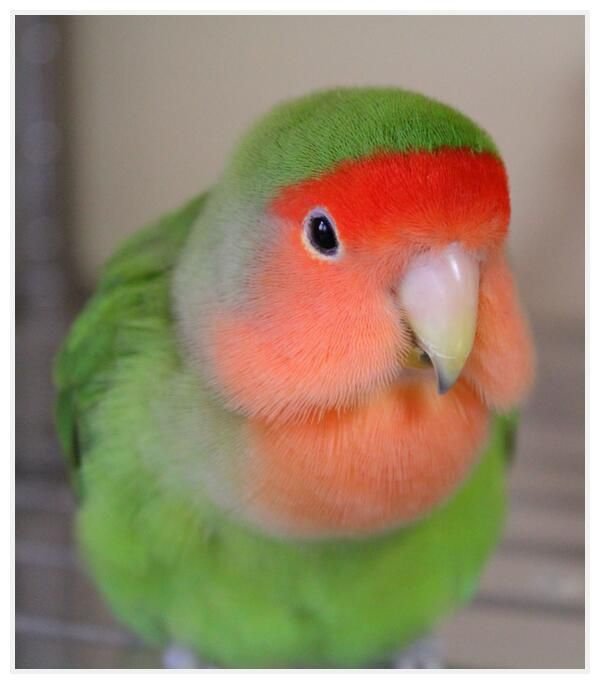 lovebirds for sale near me