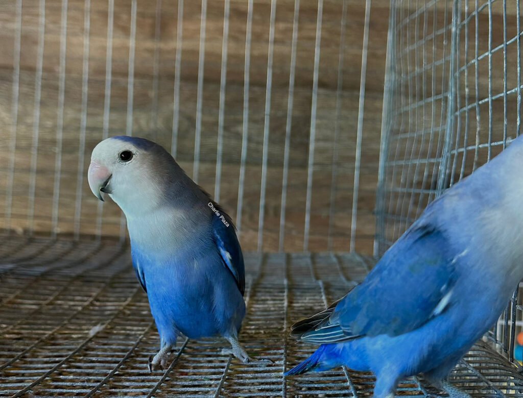 love birds for sale uk