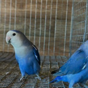 love birds for sale uk