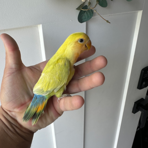 lovebird for sale