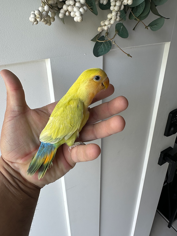 lovebird for sale