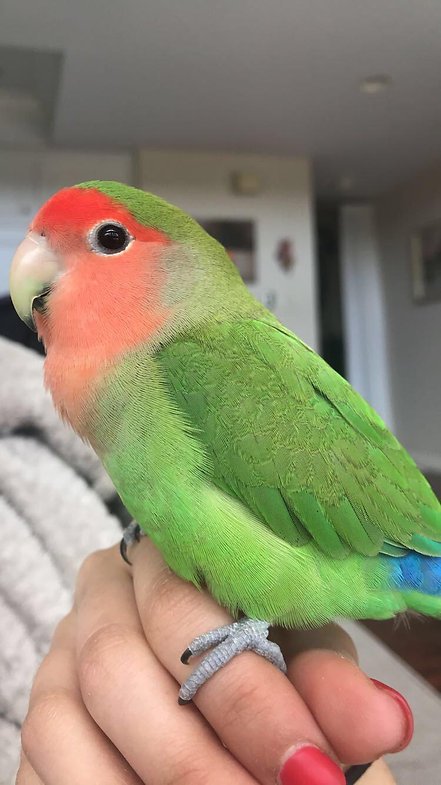 lovebirds for sale near me
