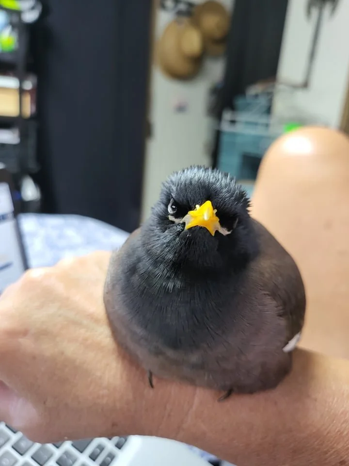 mynah bird for sale
