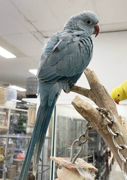 Blue-indian-ringneck-4