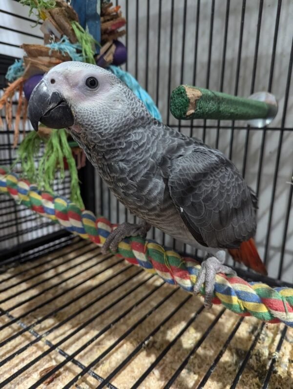 African Grey for Sale