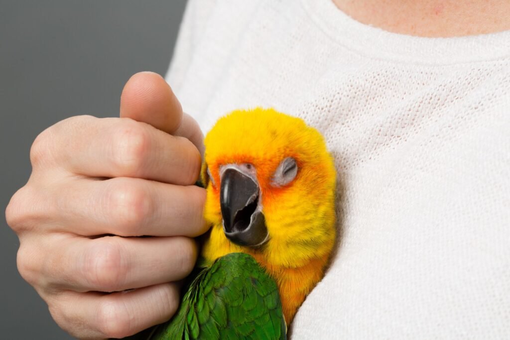 parrot bonding behavior, conure for sale