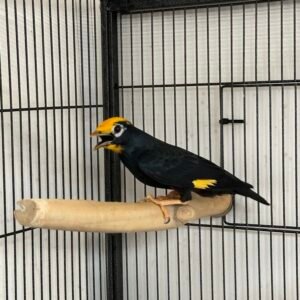 Mynah Bird for Sale UK