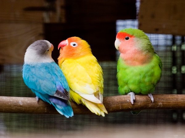 parrots for sale