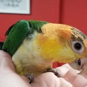 Caique for Sale