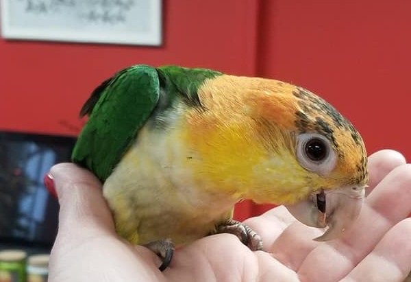 Caique for Sale