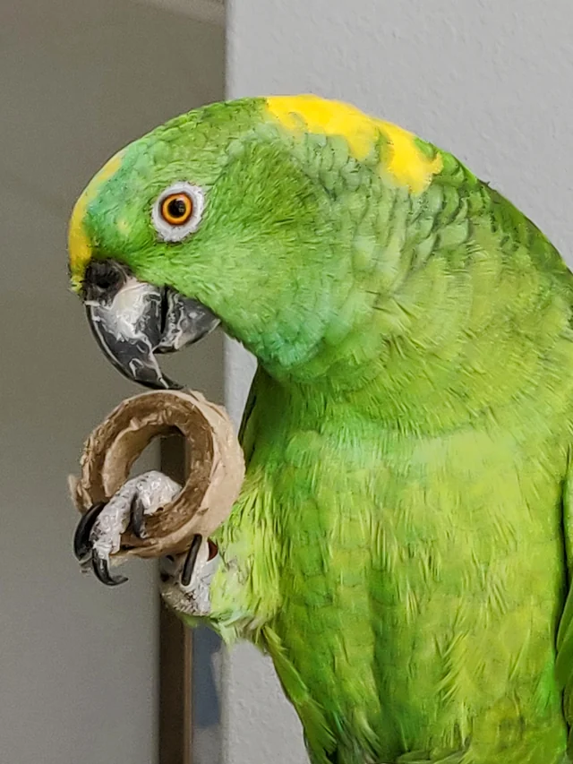 best talking parrot