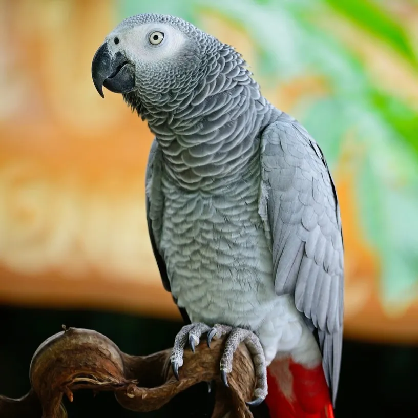 african grey for sale