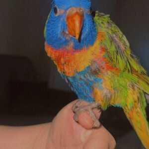 lorikeet for sale