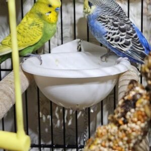 baby budgies for sale near me
