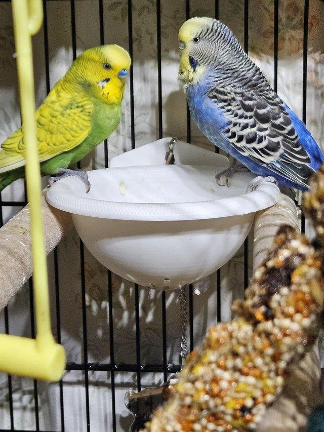 baby budgies for sale near me
