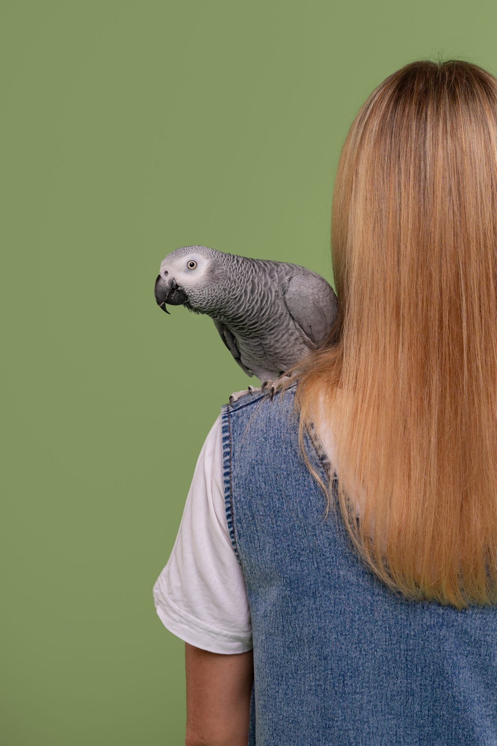 african grey for sale