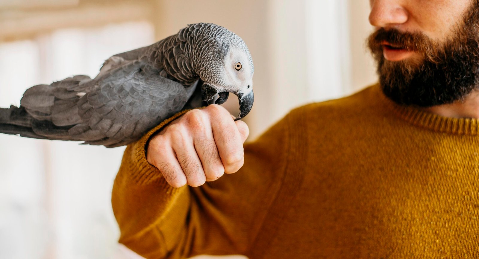 african grey for sale