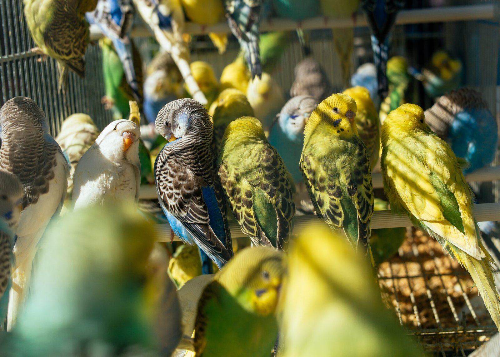 A group of budgerigars sticking close to each other at the bird market, next to Notre Dame de Paris, France.