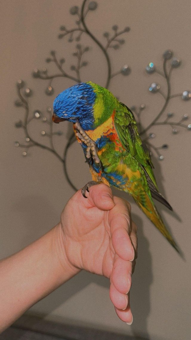 lorikeet for sale