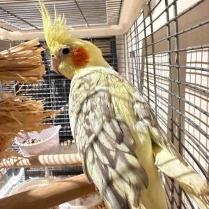 talking cockatiel for sale