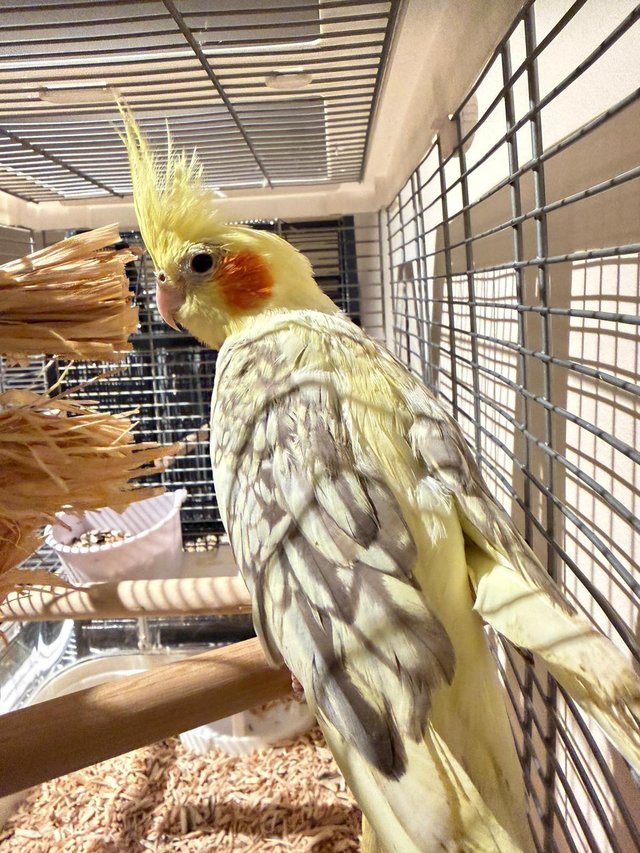 talking cockatiel for sale