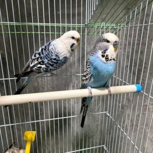 budgie for sale